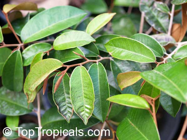 درخت برگ اطلسی